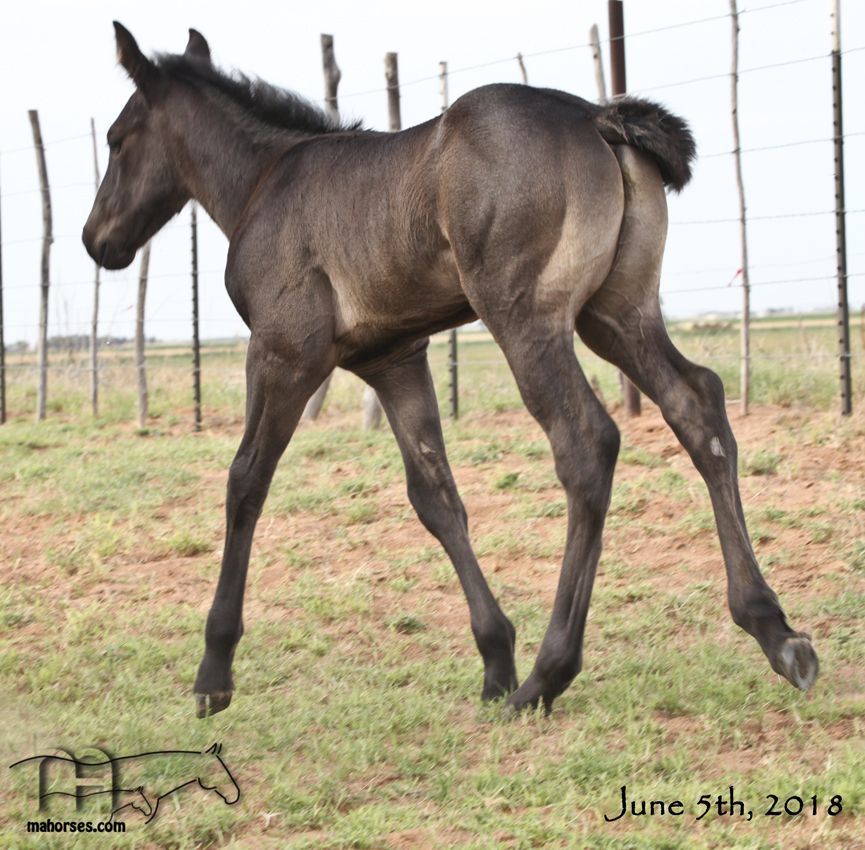 Quarter Horses for Sale & Working Ranch Horses Texas | MA ... Quarter Horses for Sale & Working Ranch Horses Texas | MA ...