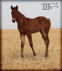 enlarge click horses ma