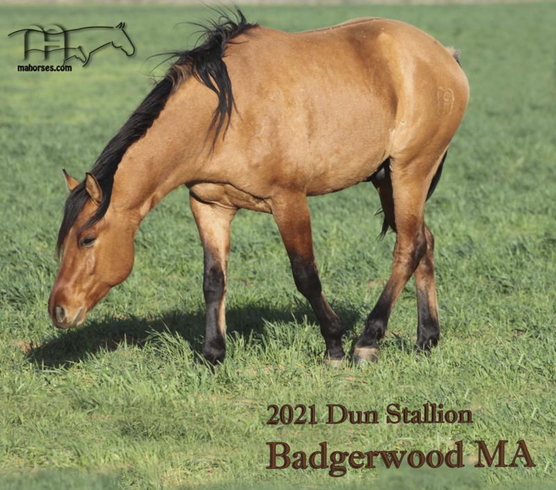 Badgerwood MA