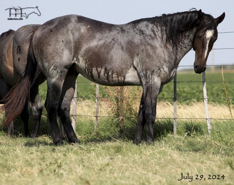 Crowheart Black Sox 2022 roan colt