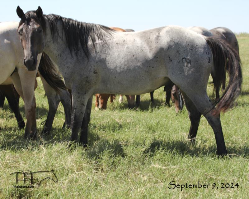 Plenty Dinero MA's 2022 Roan Colt