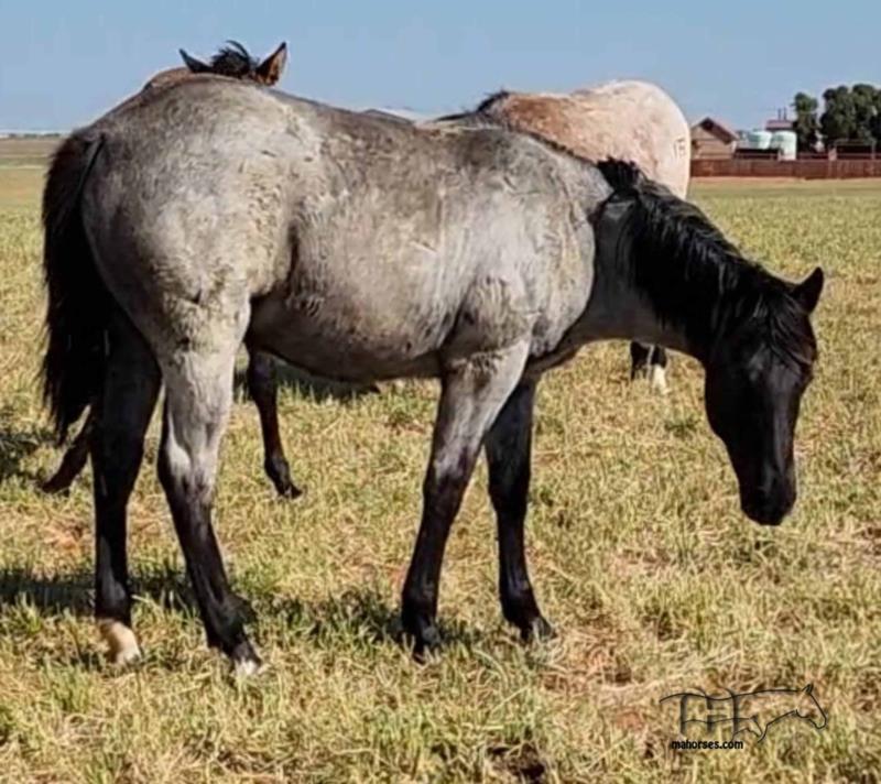 Salty Blue Rain MA's 2022 Blue Roan Colt