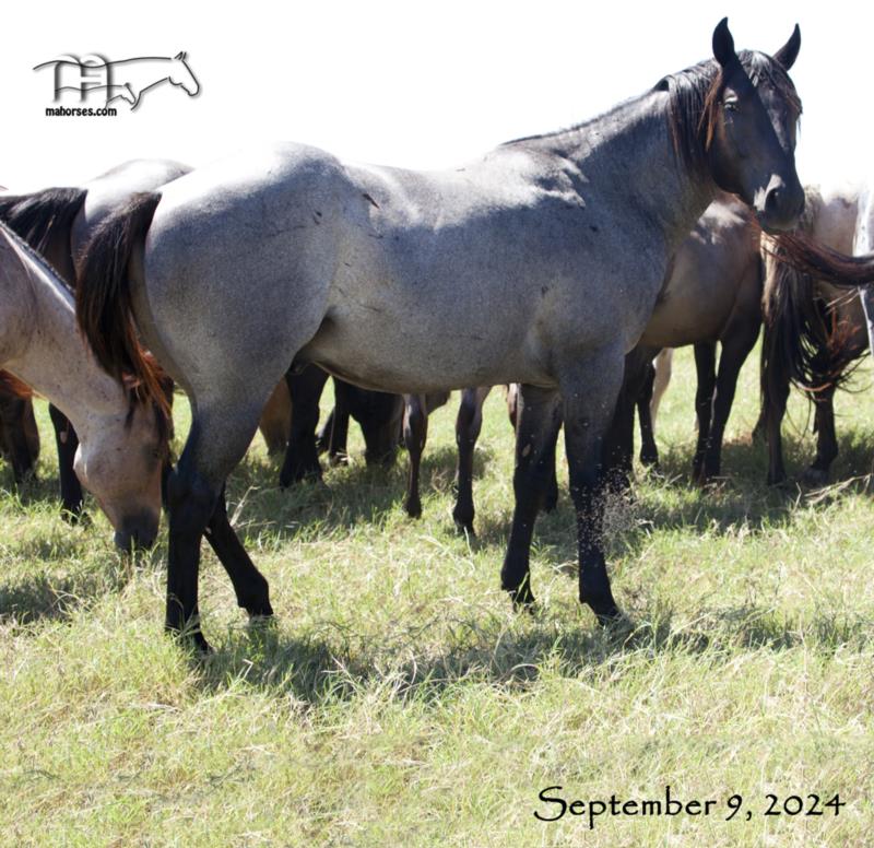 Saltys Bunny's 2022 Roan Stallion