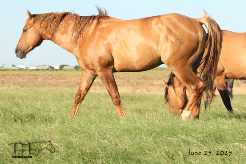 Smokie Dividends MA's 2021 Dun Colt