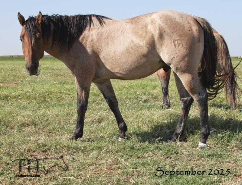 Twice As Drifty MA's 2022 Dun Roan Stallion - SALE PENDING