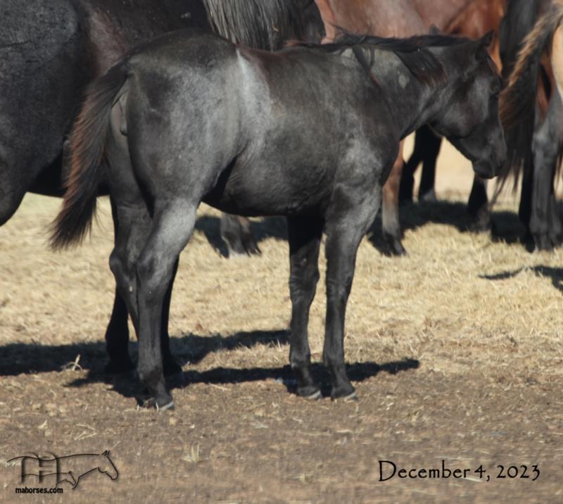 Blue Jo Hancock MA's 2023 Blue Roan Filly