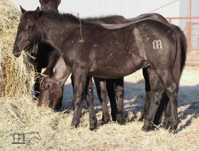 Brown Kerri's 2024 Roan Stallion