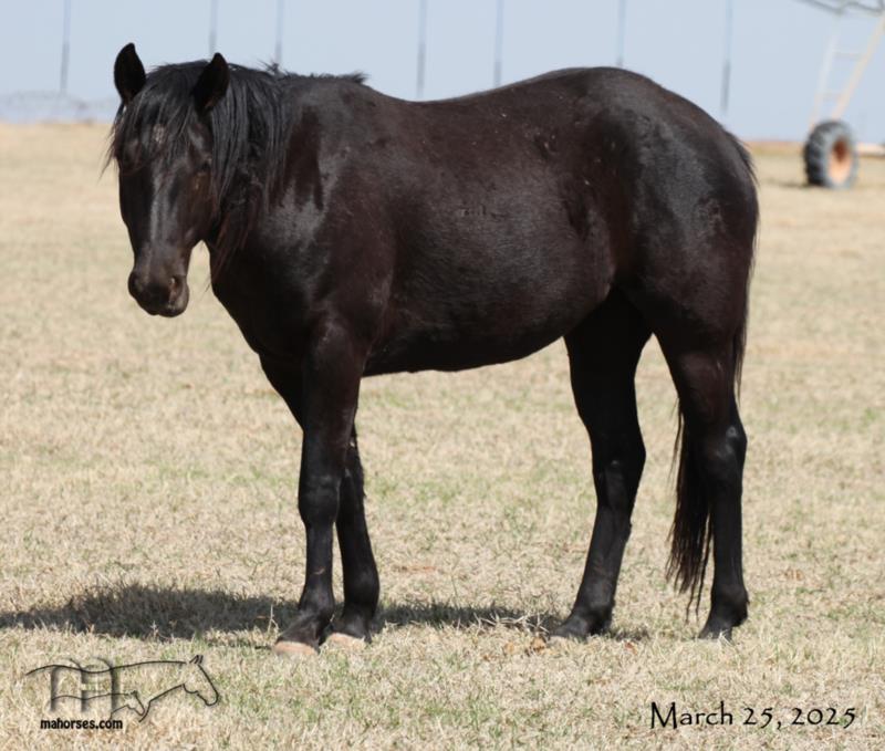 Blues Taffy's 2022 Black Filly
