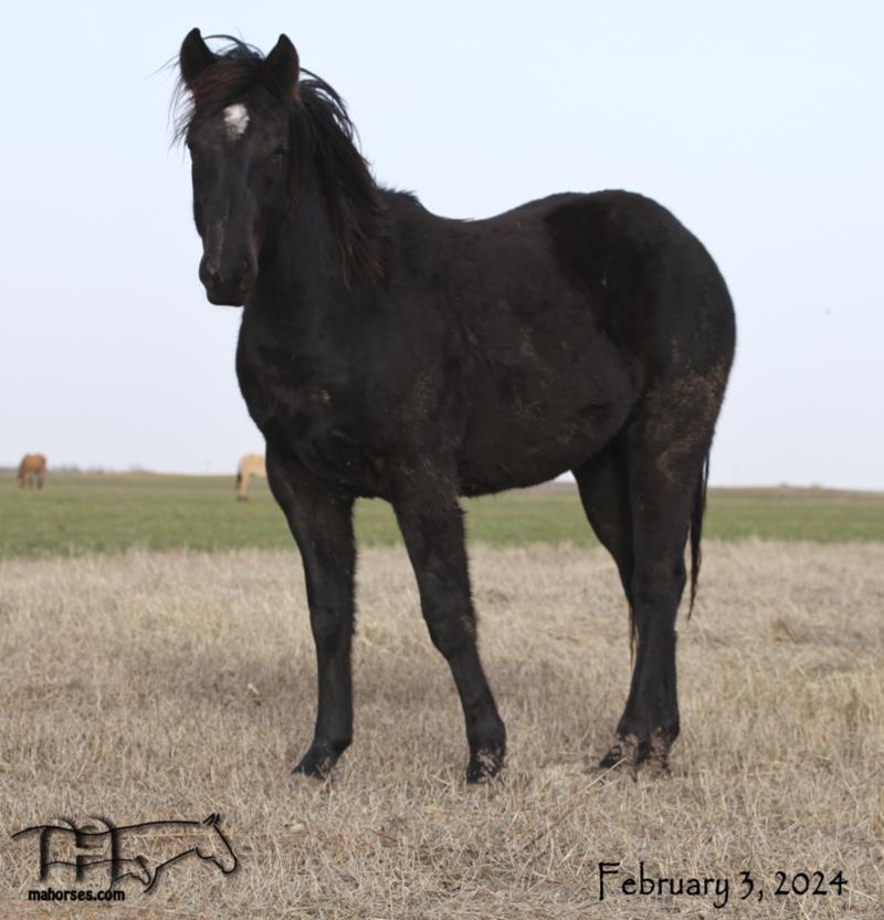 Blues Taffy's 2022 Black Filly