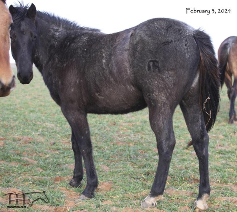 Blue Whip Topping MA's 2022 blue roan filly