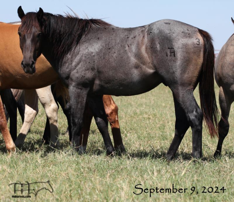 Black Valentine MA's 2022 blue colt