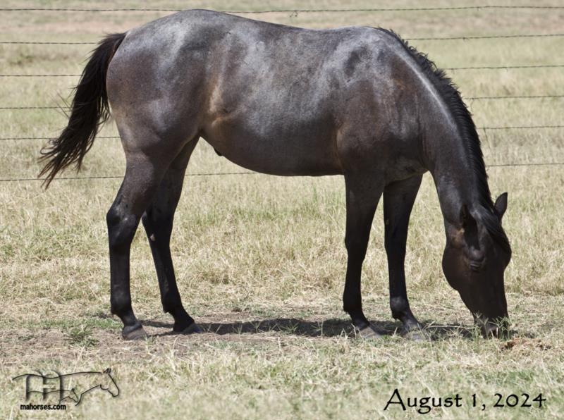 Blue Jo Hancock MA's 2022 Roan Filly
