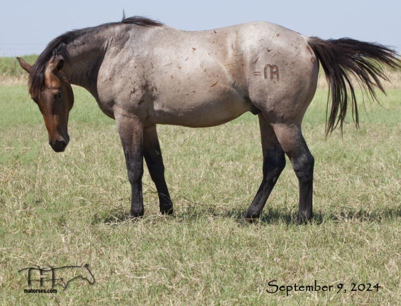Brown Kerri's 2022 Bay Roan Colt