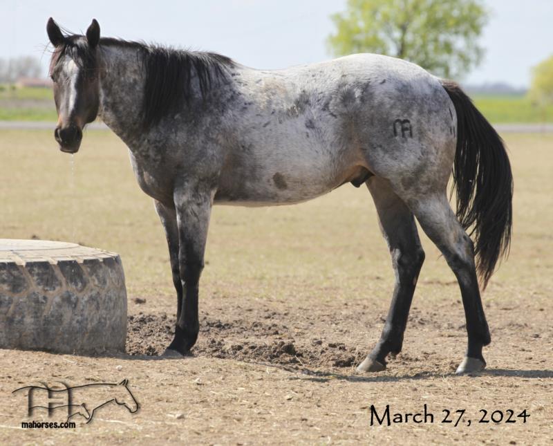 Crowheart Black Sox 2022 bay roan colt