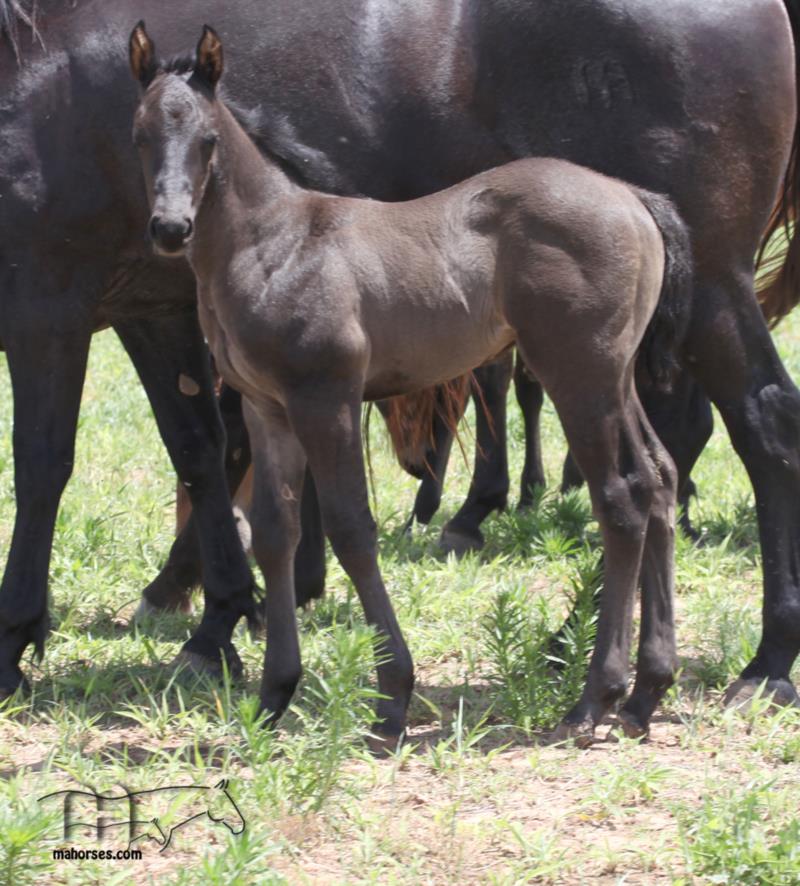 Drifting Dividend MA's 2025 roan colt