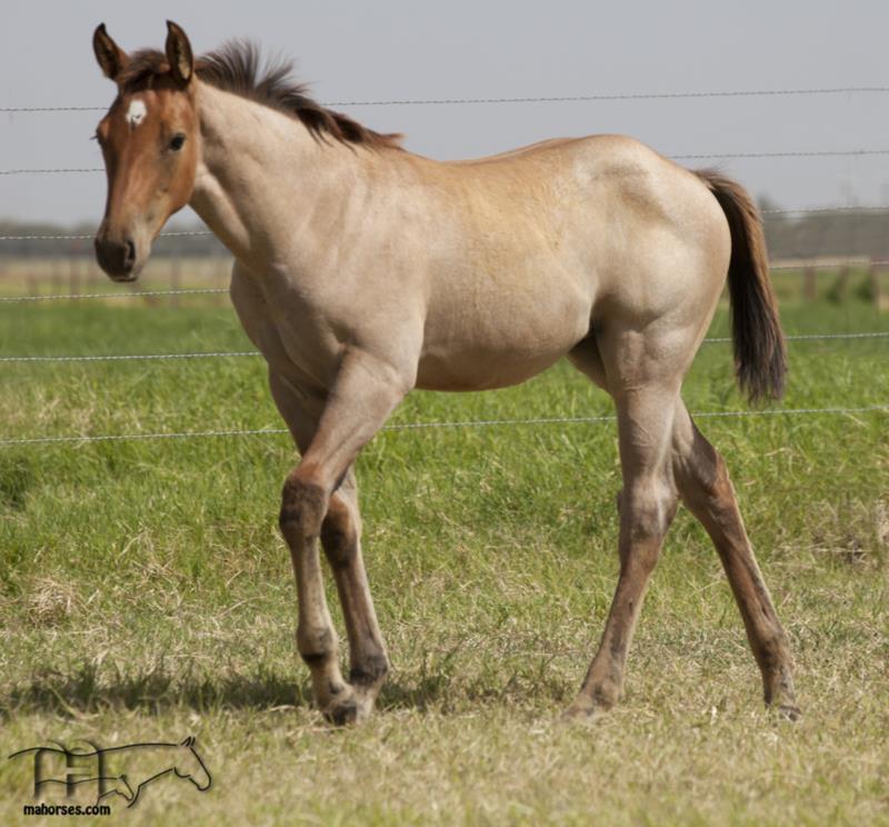 Drifting In Smoke MA's 2024 Dun Filly