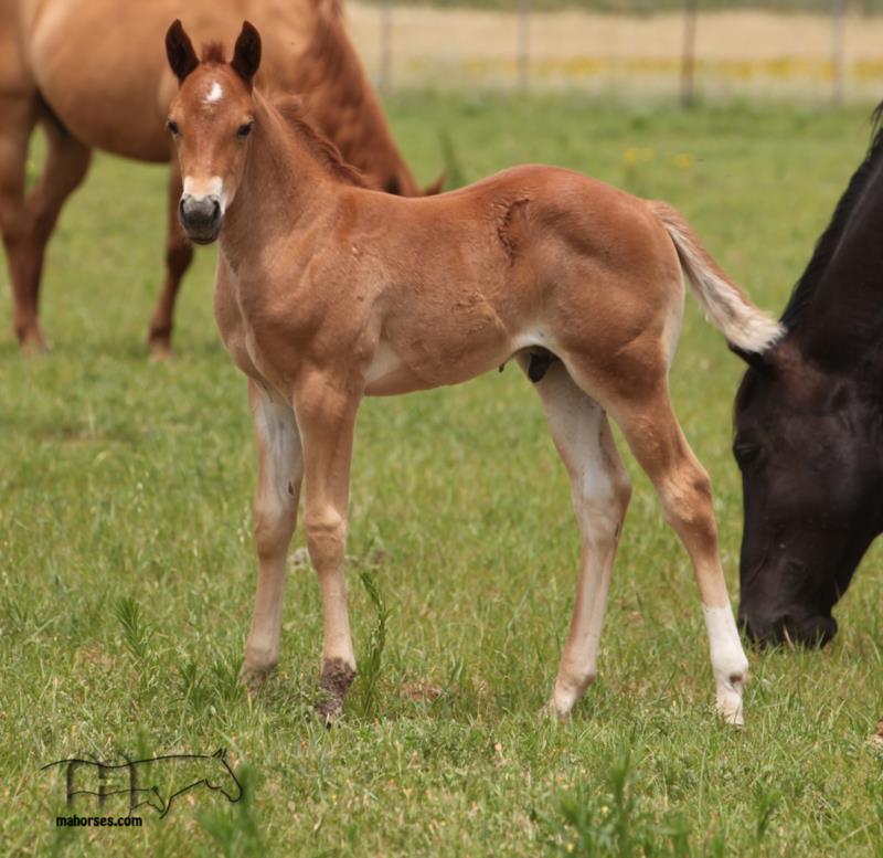 Driftin In Blue MA's 2025 Red Colt