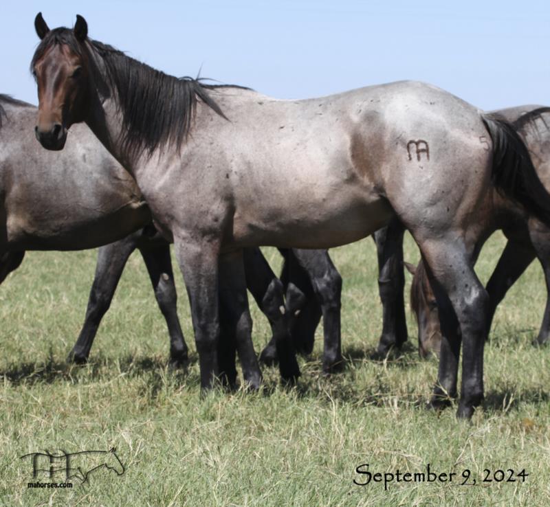 Drifting In Smoke MA's 2022 Roan Stallion