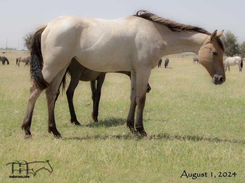 Drifting In Smoke MA's 2023 dun roan filly