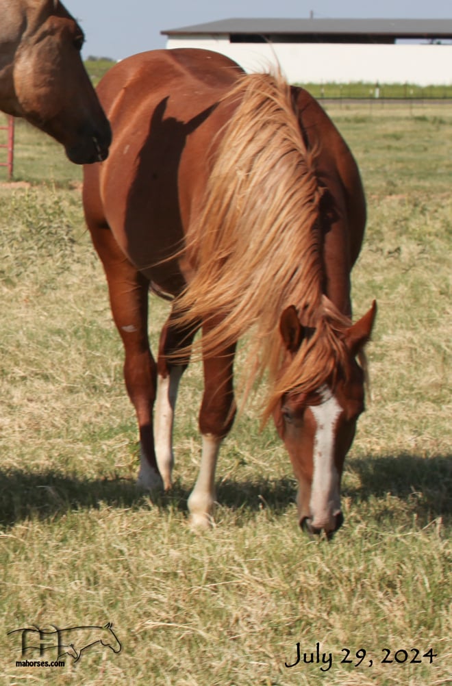 Funny B Dandy Girl's 2022 Sorrel Colt