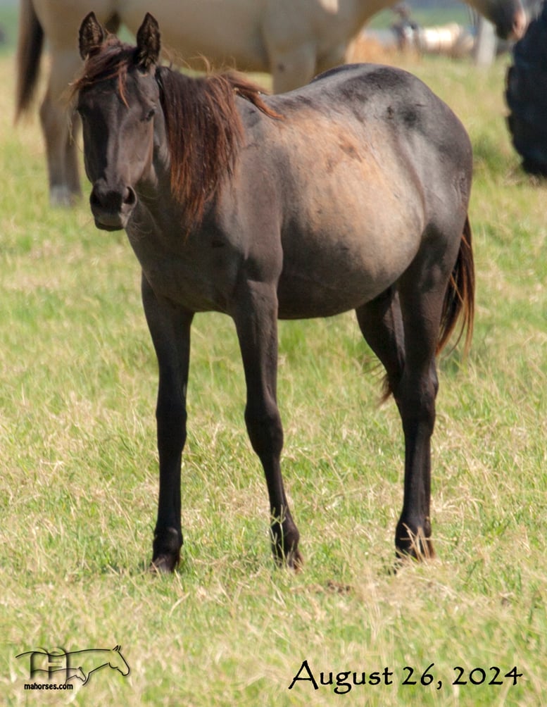 Funny B Dandy Girl's 2023 Blue Roan Filly