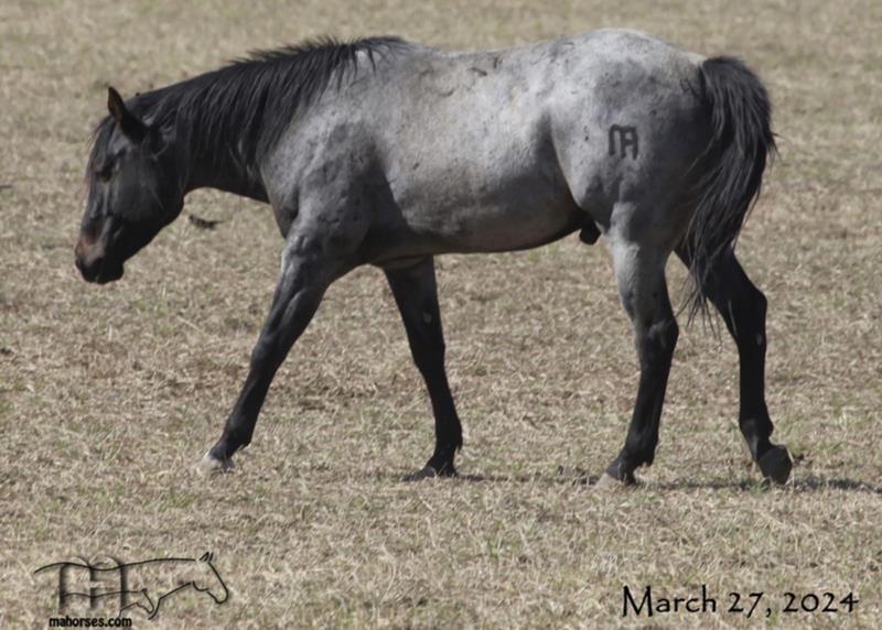 Graves Blue Spark's 2021 Roan Colt