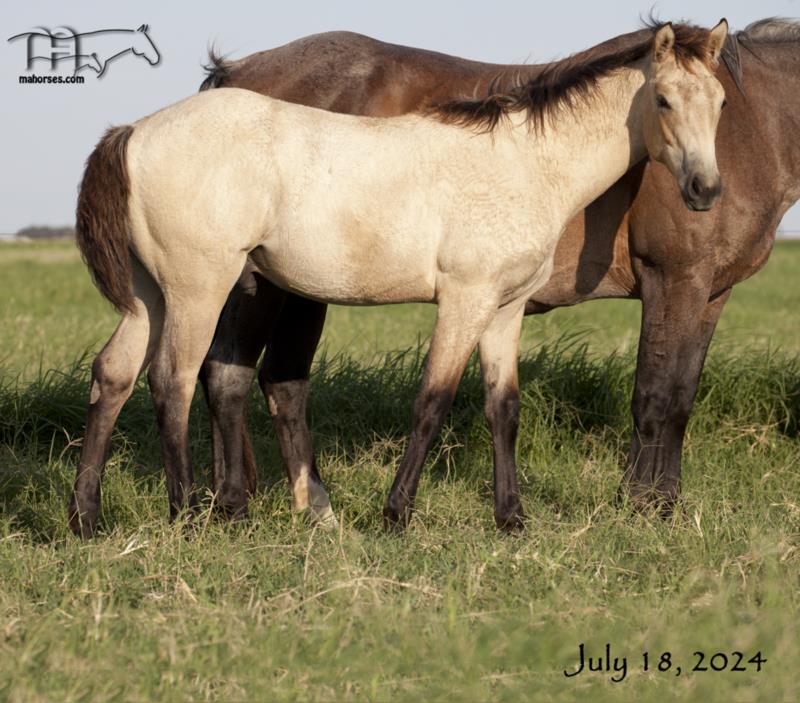 Hancocks Rain Bonnet's 2024 Buckskin colt