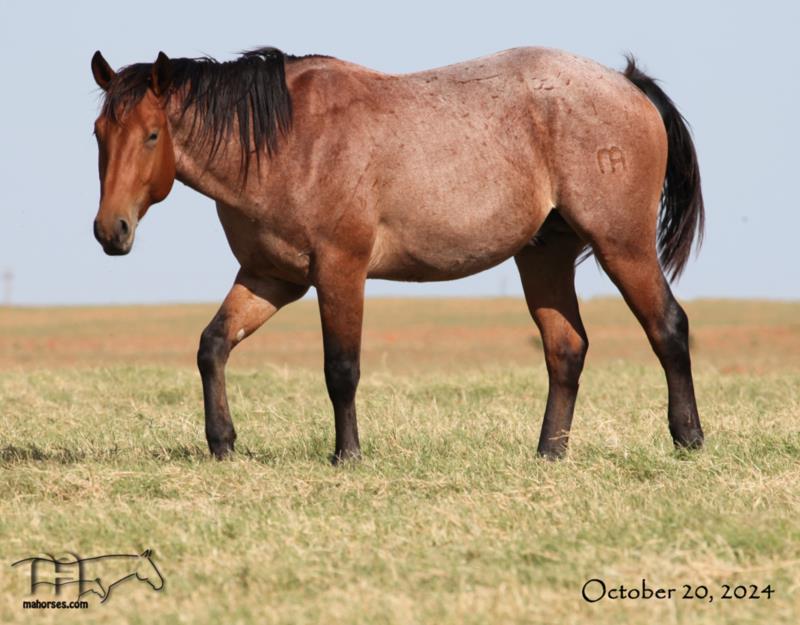 Hancocks Red Hot MA's 2022 Bay Roan Colt