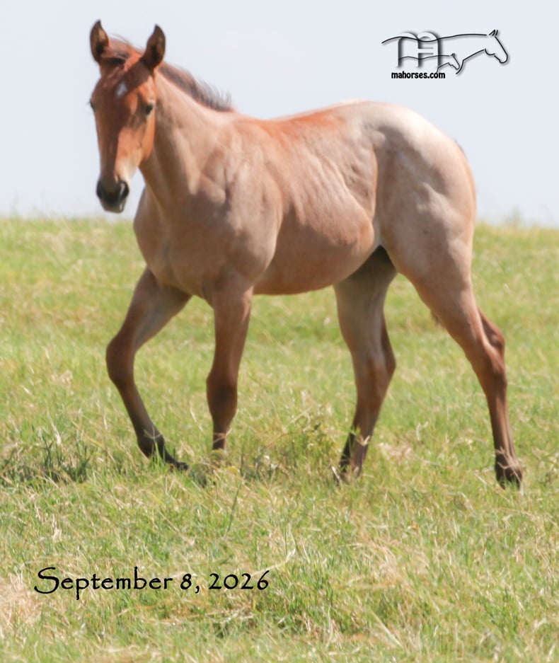 Hancocks Red Hot MA's 2026 Bay Roan