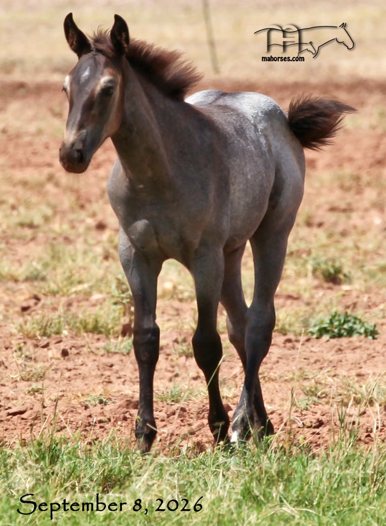 Huckleberry Blue MA's 2026 Blue Roan Filly