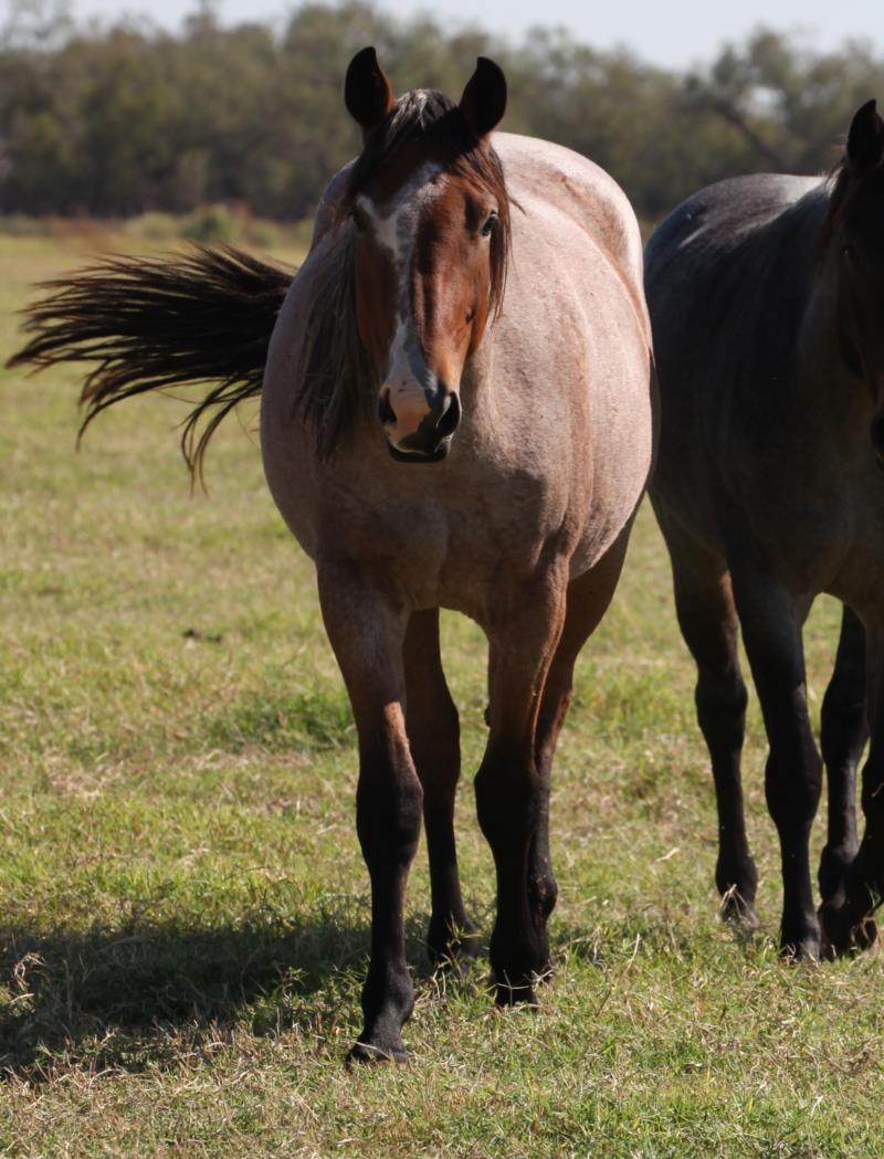 Huckleberry Blue MA's 2023 Bay Roan filly - UNDER CONTRACT   SALE PENDING