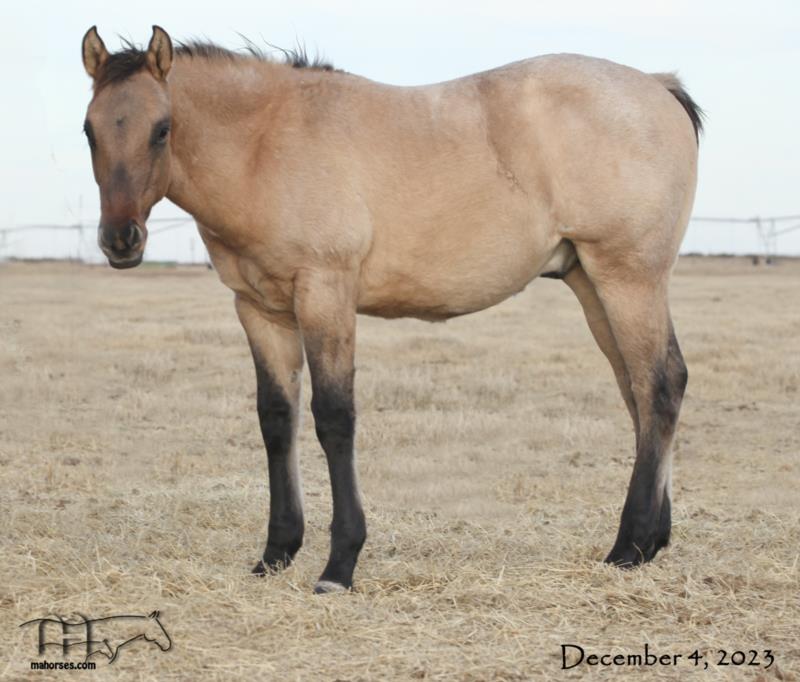 Kerri Blue's 2023 Dun Roan Stallion