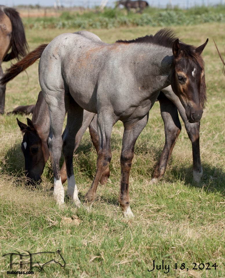 Leos Select MA's 2024 Blue Roan Filly