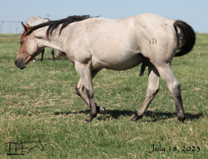 Leos Select MA's 2022 colt