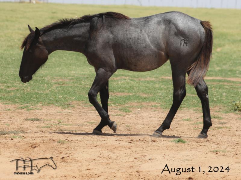 Miss Black Socks MA's 2023 Blue Roan Filly