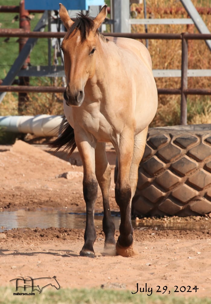 Miss Dunamita's 2023 Dun Roan Colt