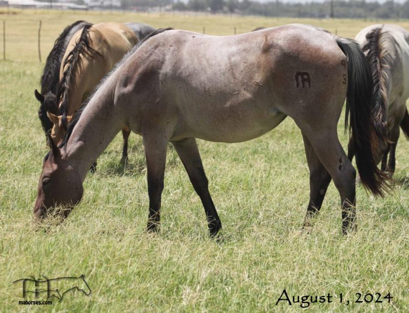 Miss Limited H's 2022 Bay Roan Filly