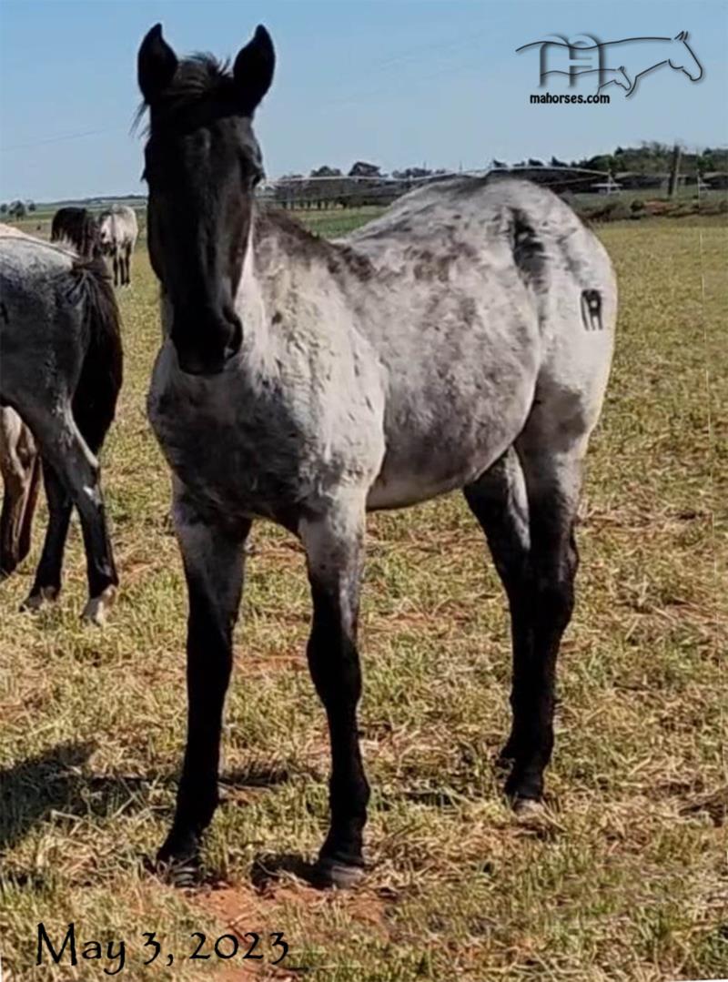 Miss Nad's 2022 Roan Filly