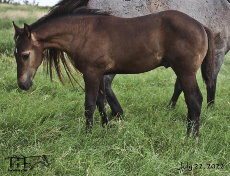 Plenty Big Blue MA's 2022 Black Colt