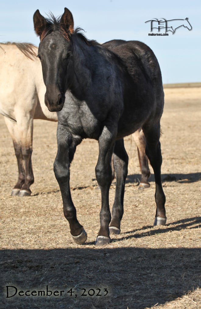 Platinum Drifter MA's 2023 Blue Roan Colt -CONTRACT SIGNED   SALE PENDING