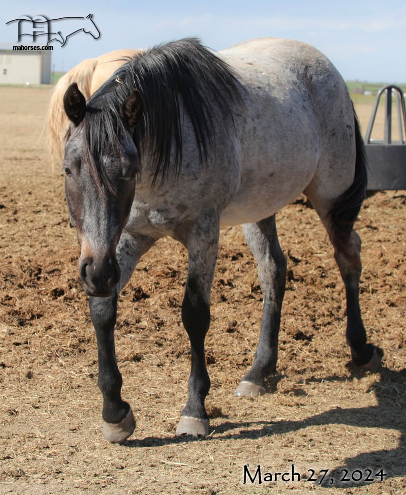 Plenty Dinero MA's 2022 Roan Colt