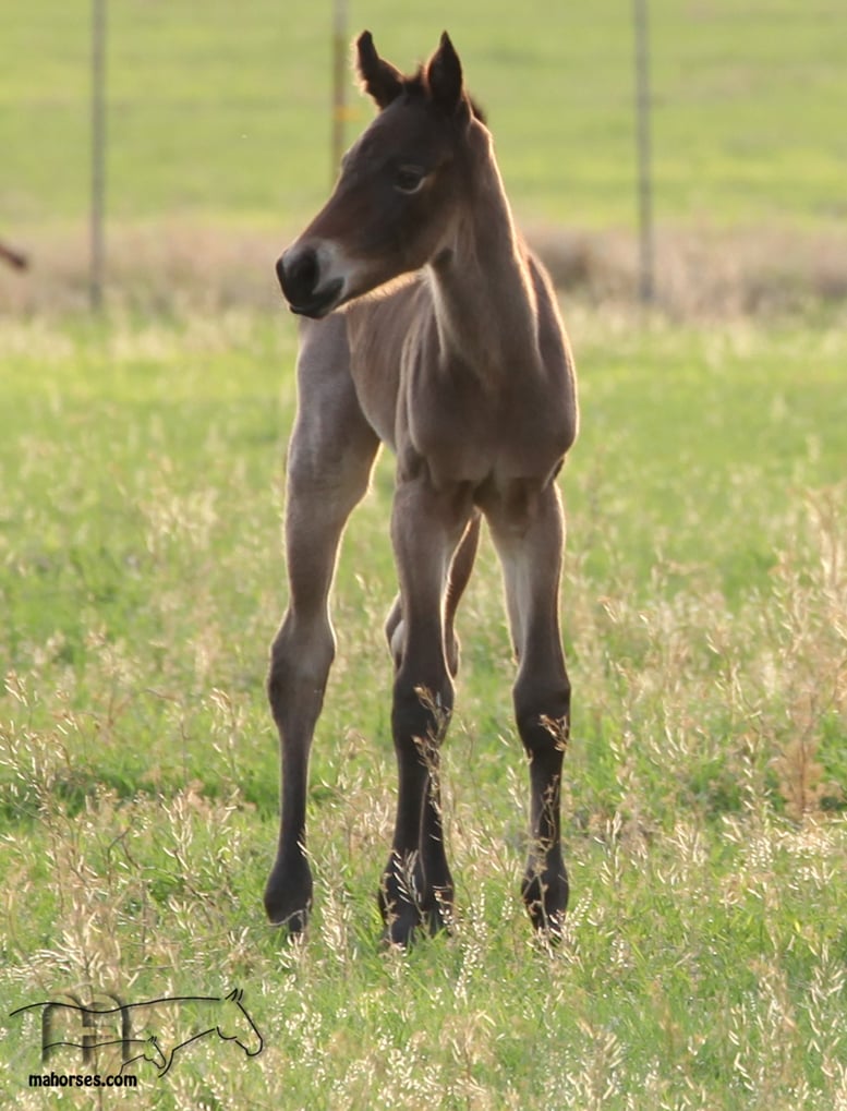 PlatinumDrifter MA' 2025 Filly