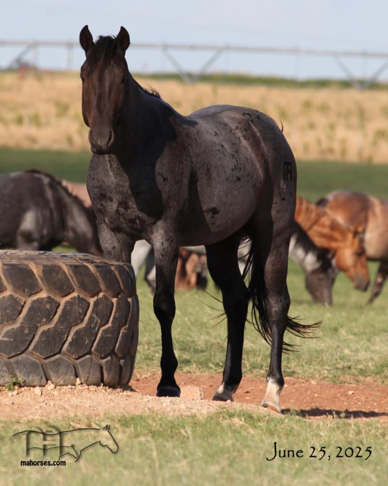 Pocowood Hancock MA's 2022 Roan Stallion - SALE PENDING