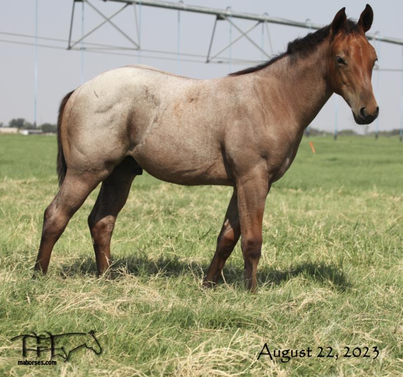 Roany Saltita MA's 2023 Dun Roan Colt