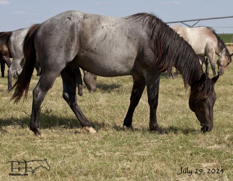 Salty Blue Rain MA's 2022 Blue Roan Colt