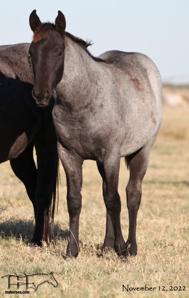 Saltys Bunny's 2022 Blue Roan Stallion