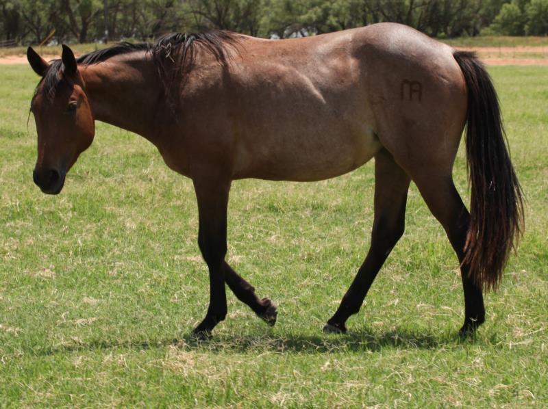 Saltys Bunny's 2024 Bay Roan filly - UNDER CONTRACT   SALE PENDING