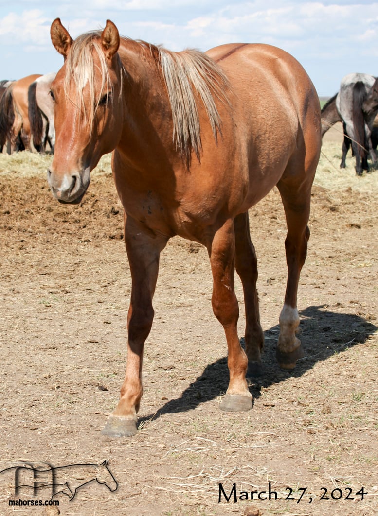 Smokie Dividends MA's 2021 Dun Colt