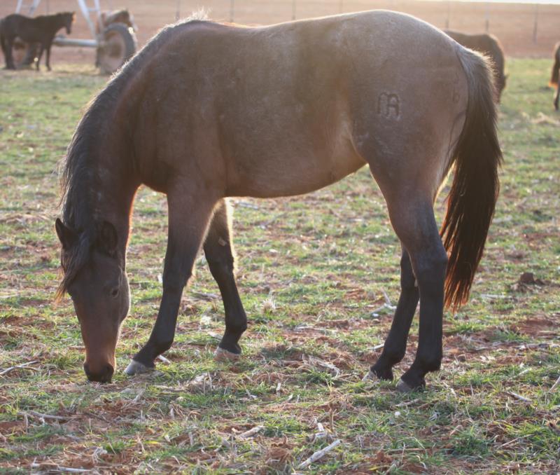 Smokie Dividends MA's 2022 Roan Filly - UNDER CONTRACT   SALE PENDING