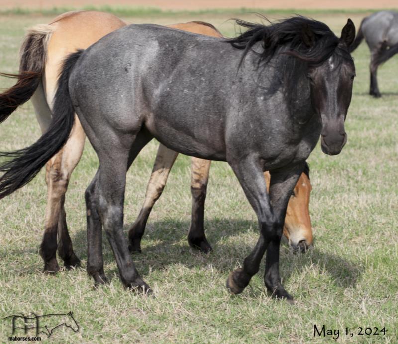 Saltys Fireball MA's 2022 Roan Filly